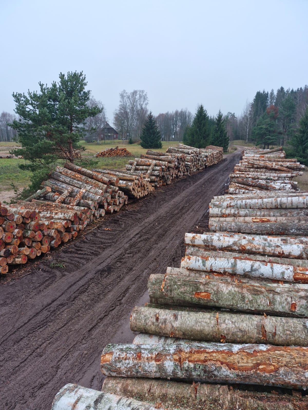 Kokmateriālu tirgotāju platforma