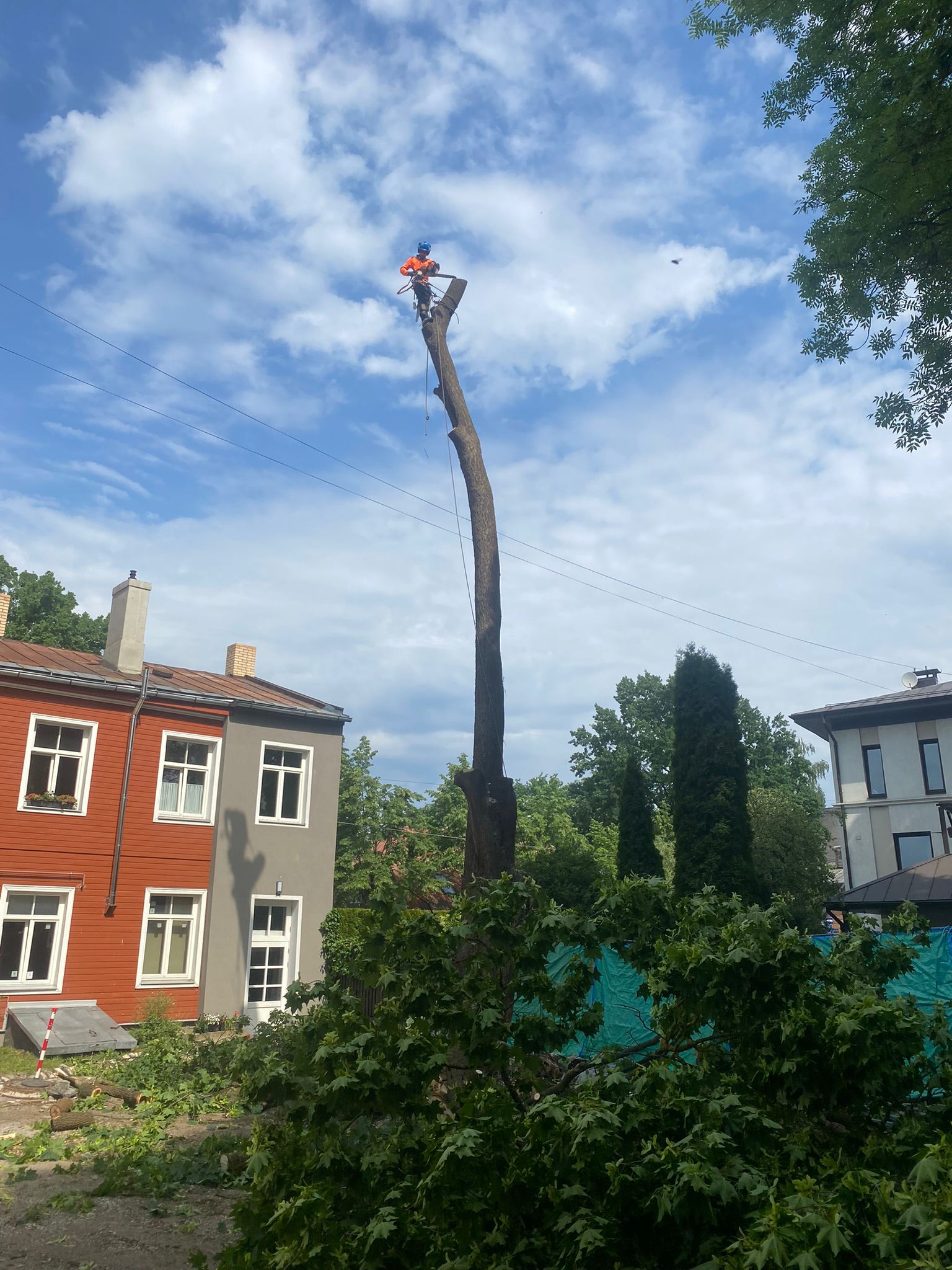 arboristu pakalpojumi