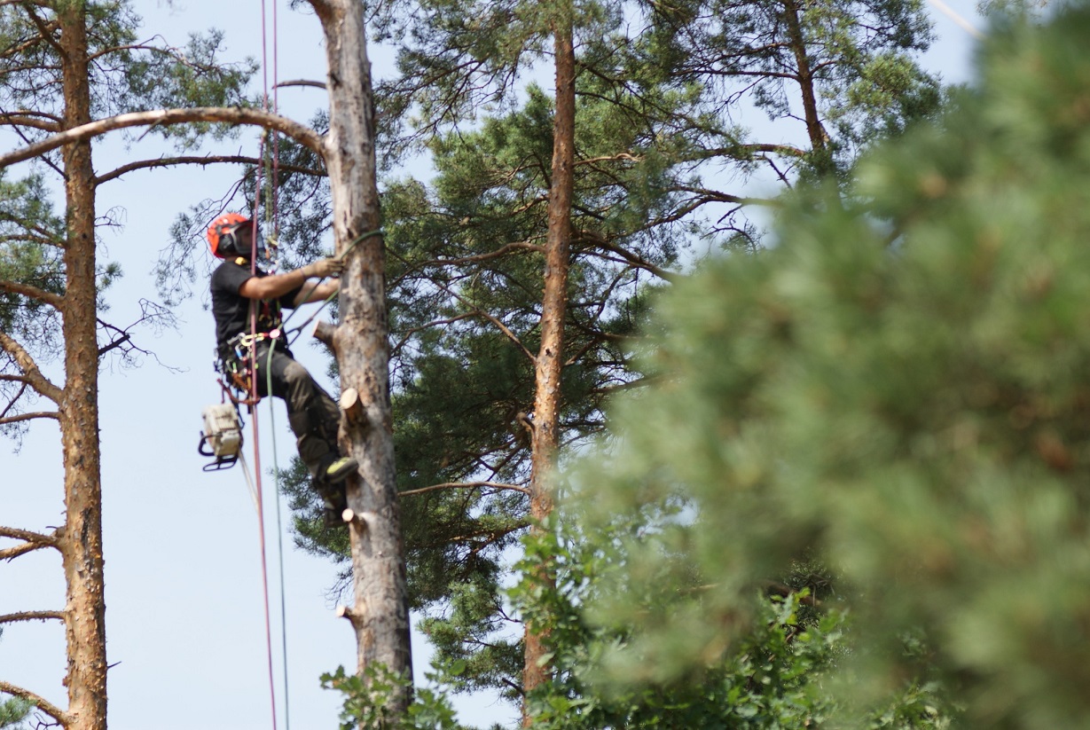 Arboristu pakalpojumi