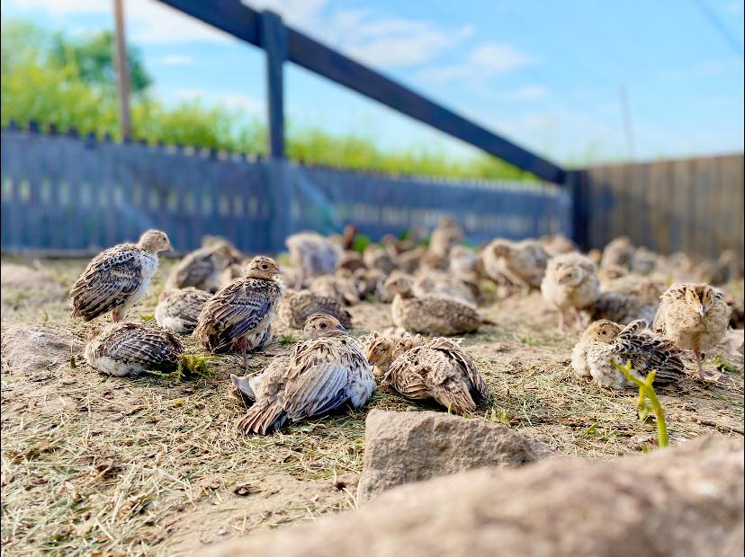 Bioloģiski audzēti putni