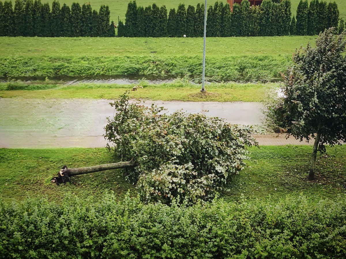 arborista pakalpojumi